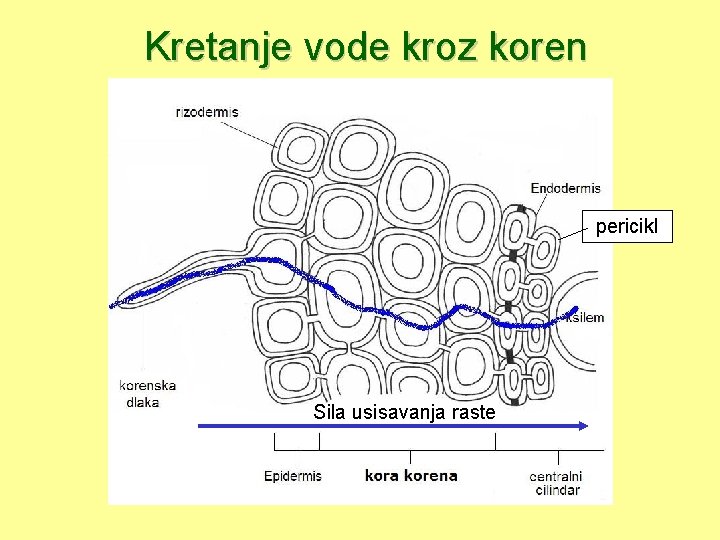 Kretanje vode kroz koren pericikl Sila usisavanja raste 