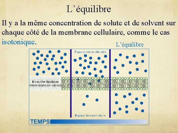 L’équilibre Il y a la même concentration de solute et de solvent sur chaque