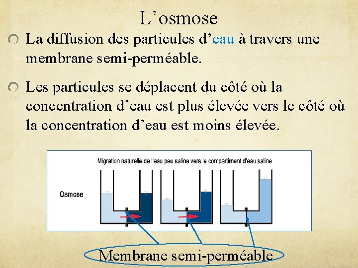 L’osmose La diffusion des particules d’eau à travers une membrane semi-perméable. Les particules se