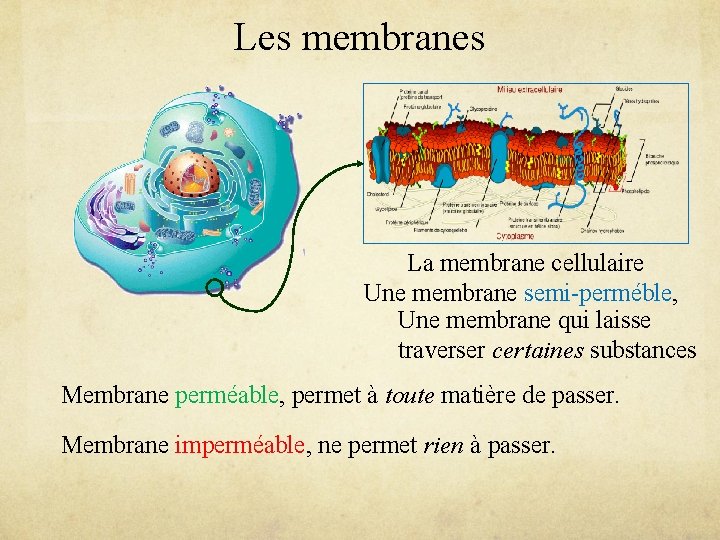 Les membranes La membrane cellulaire Une membrane semi-perméble, Une membrane qui laisse traverser certaines