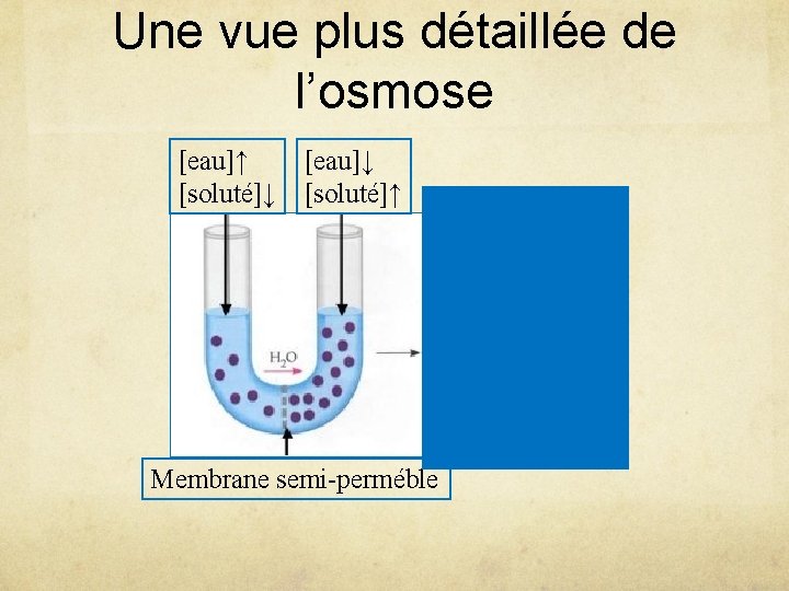 Une vue plus détaillée de l’osmose [eau]↑ [soluté]↓ [eau]↓ [soluté]↑ Membrane semi-perméble 