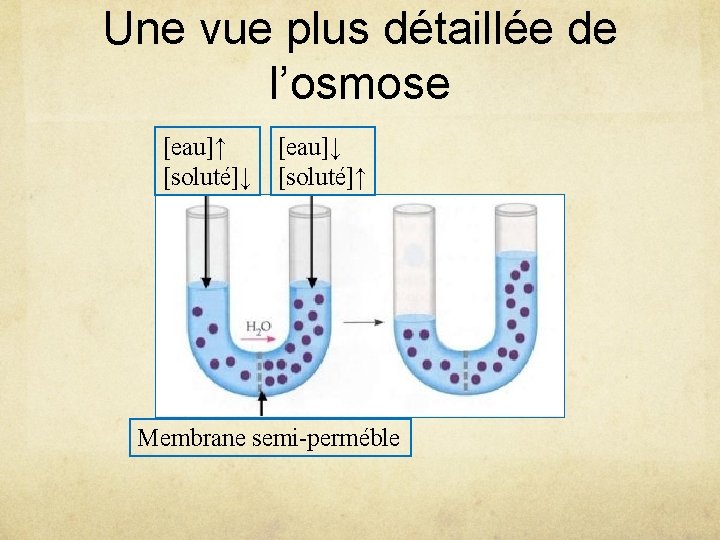 Une vue plus détaillée de l’osmose [eau]↑ [soluté]↓ [eau]↓ [soluté]↑ Membrane semi-perméble 