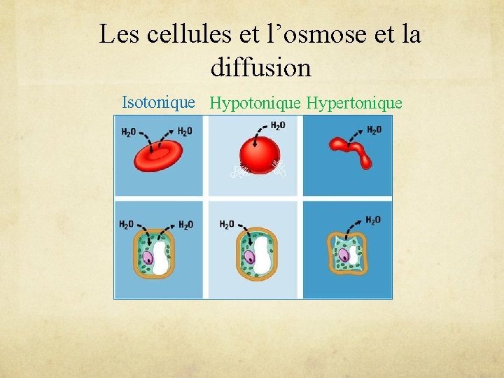 Les cellules et l’osmose et la diffusion Isotonique Hypertonique 