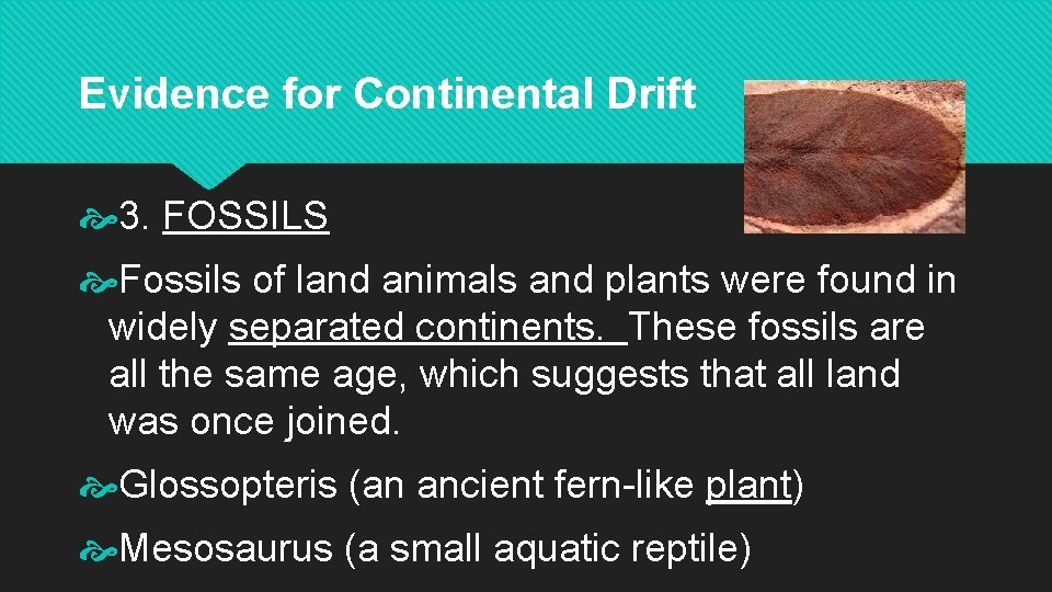 Evidence for Continental Drift 3. FOSSILS Fossils of land animals and plants were found