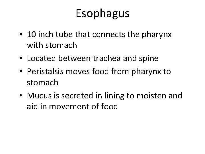 Esophagus • 10 inch tube that connects the pharynx with stomach • Located between