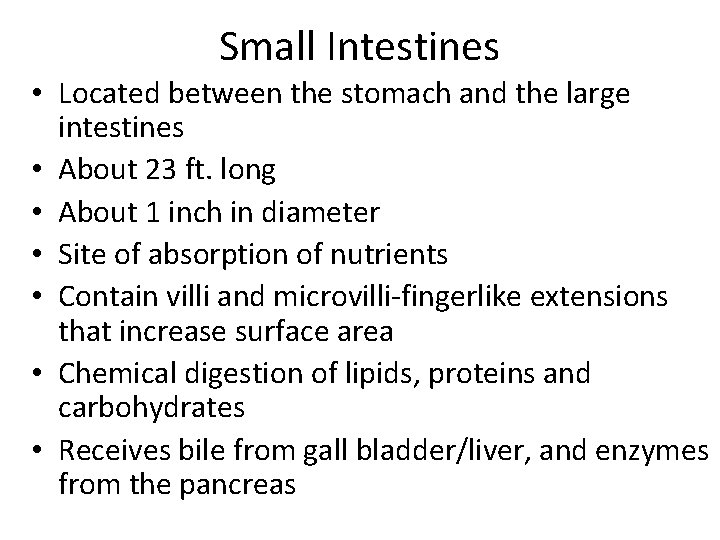 Small Intestines • Located between the stomach and the large intestines • About 23