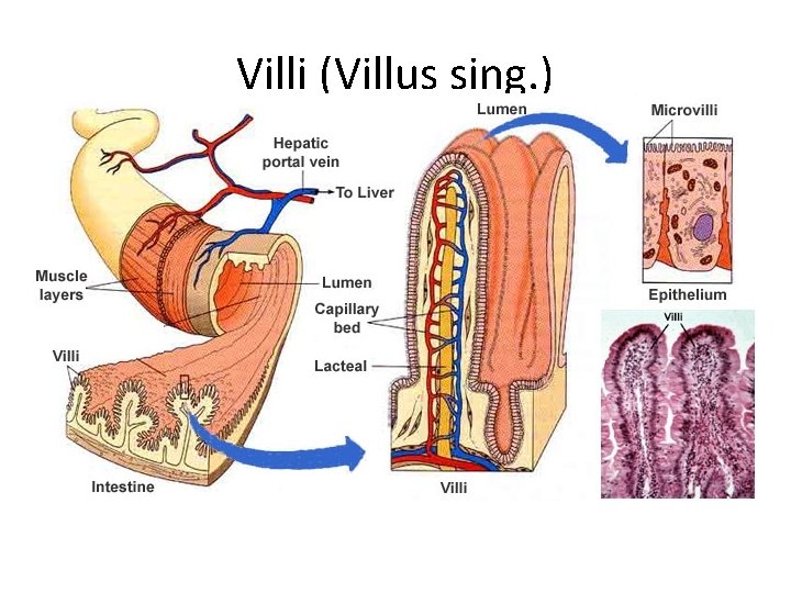 Villi (Villus sing. ) 