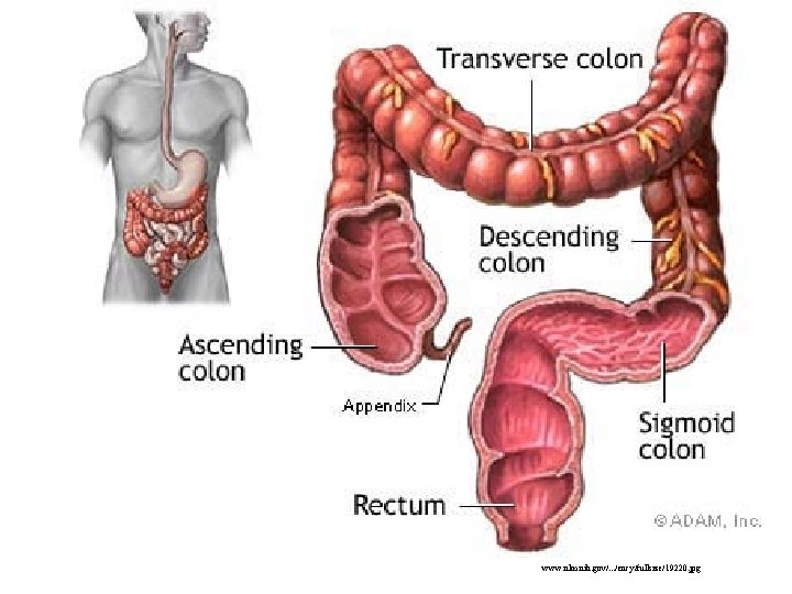 www. nlm. nih. gov/. . . /ency/fullsize/19220. jpg 
