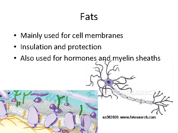 Fats • Mainly used for cell membranes • Insulation and protection • Also used
