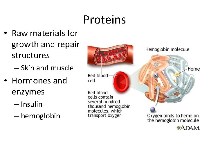  • Raw materials for growth and repair structures – Skin and muscle •