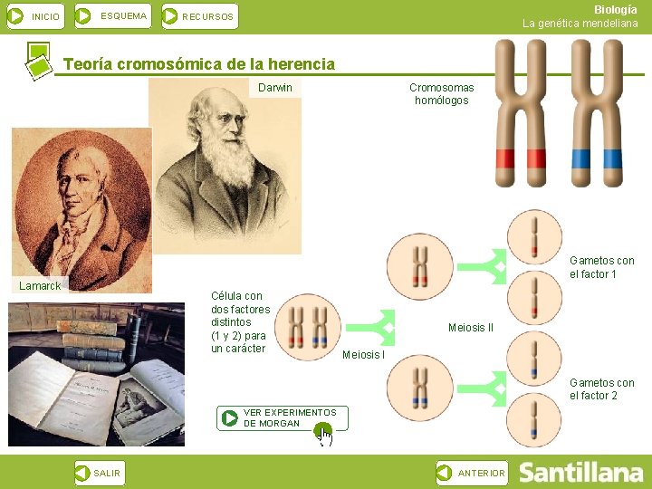 Teoria Cromosomica De La Herencia Mendeliana