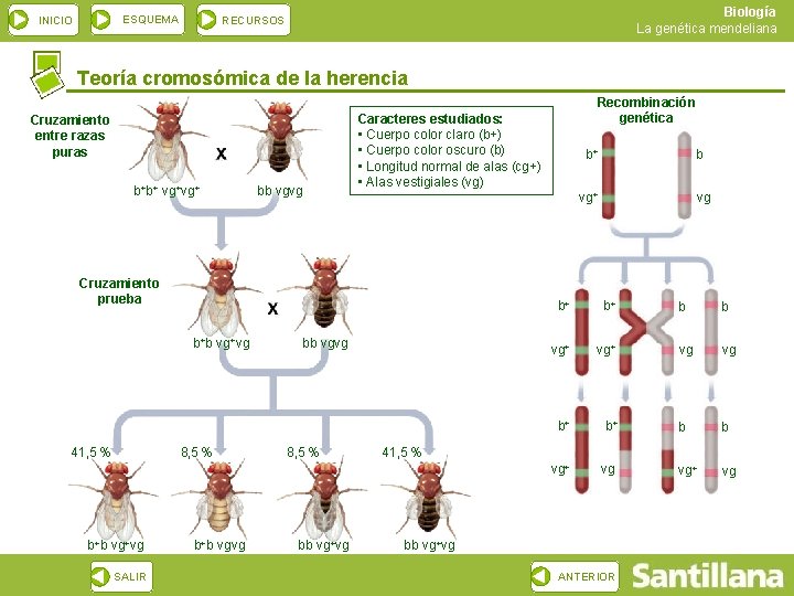 INICIO ESQUEMA 13 Biologa La gentica mendeliana RECURSOS