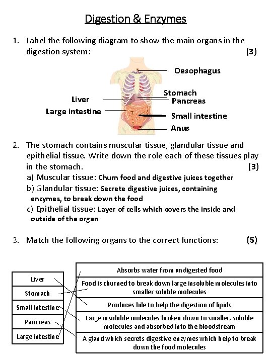 Digestion & Enzymes 1. Label the following diagram to show the main organs in Digestion & Enzymes 1. Label the following diagram to show the main organs in