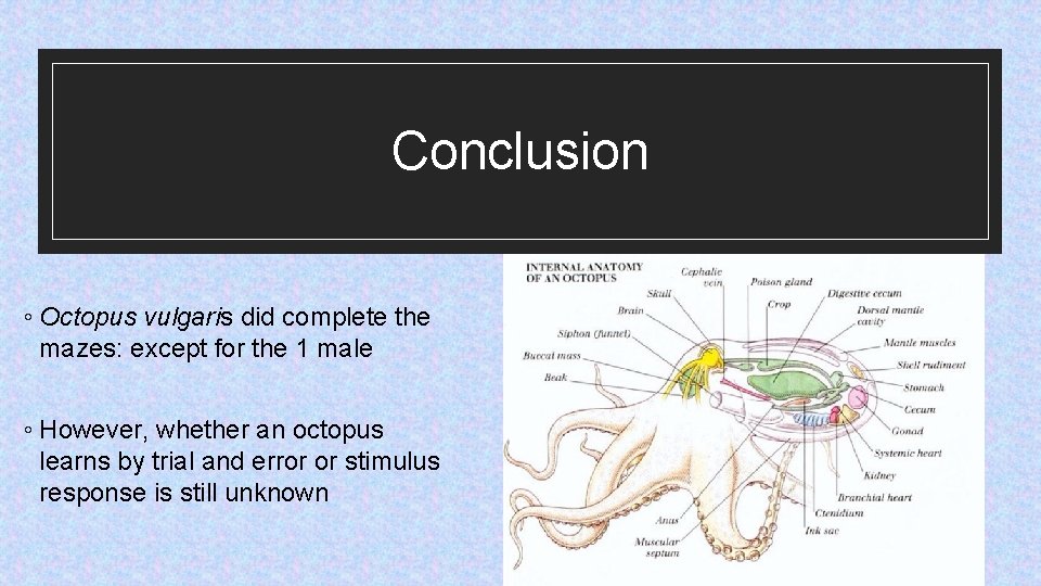 Conclusion ◦ Octopus vulgaris did complete the mazes: except for the 1 male ◦