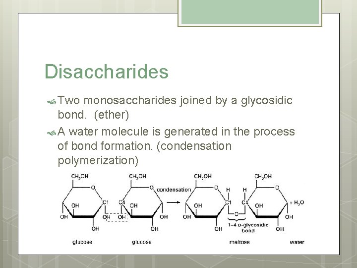 Disaccharides Two monosaccharides joined by a glycosidic bond. (ether) A water molecule is generated