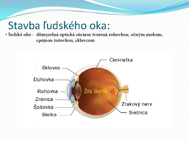 Stavba ľudského oka: • ľudské oko - dômyselná optická sústava tvorená rohovkou, očným mokom,