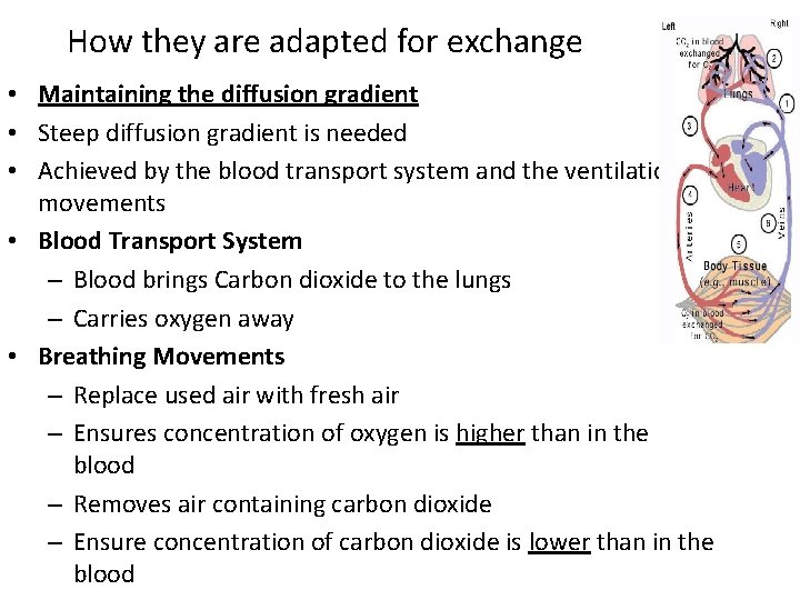 How they are adapted for exchange • Maintaining the diffusion gradient • Steep diffusion