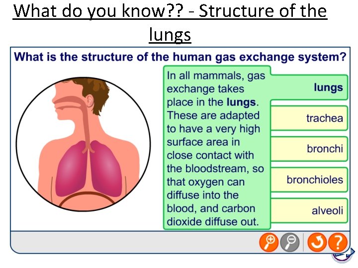 What do you know? ? - Structure of the lungs 