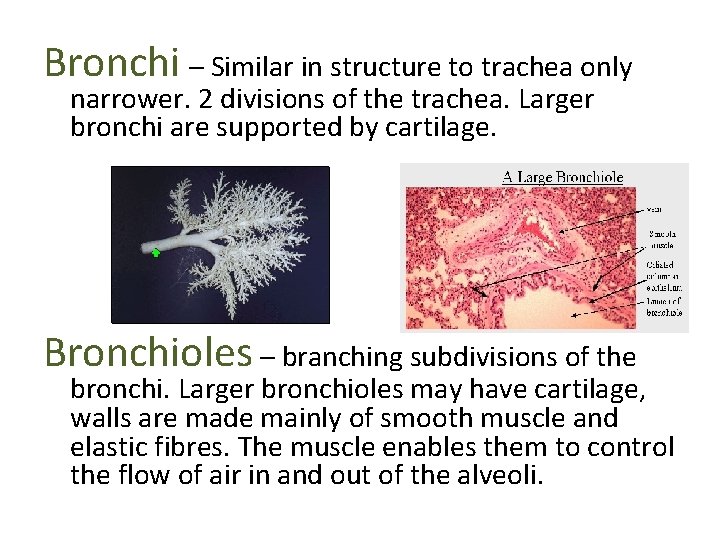 Bronchi – Similar in structure to trachea only narrower. 2 divisions of the trachea.