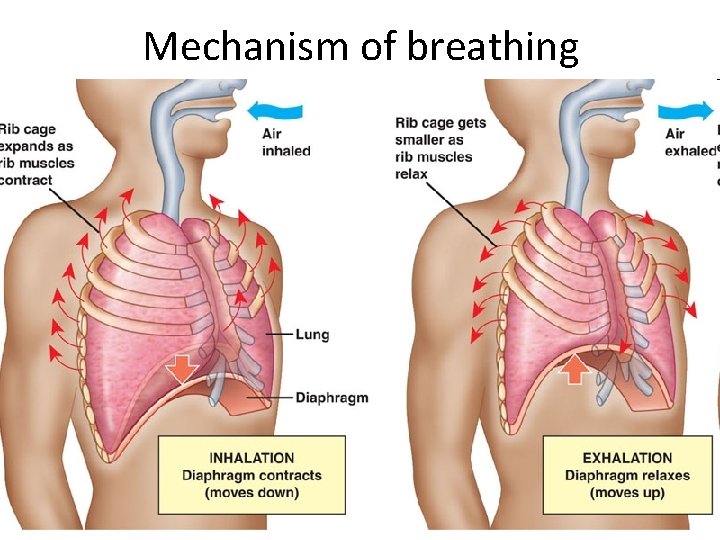 Mechanism of breathing 