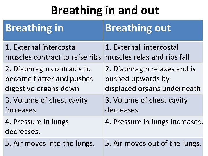Breathing in and out Breathing in Breathing out 1. External intercostal muscles contract to