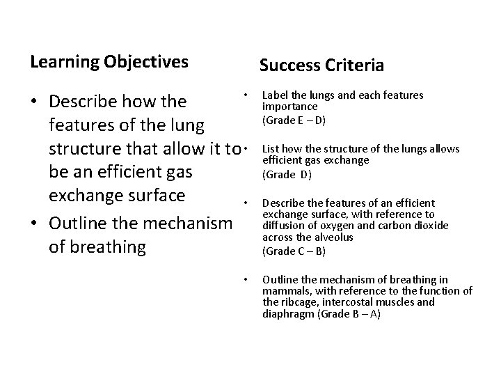 Learning Objectives Success Criteria • • Describe how the features of the lung structure