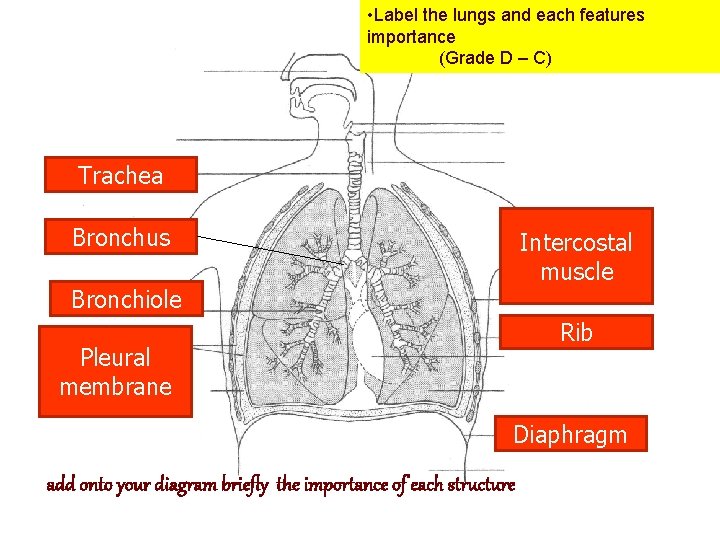 LUNGS • Label the lungs and each features importance (Grade D – C) Trachea