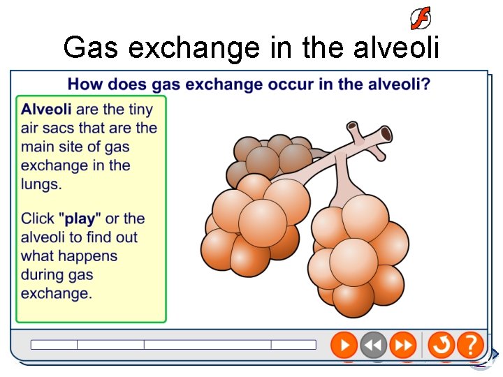 Gas exchange in the alveoli 