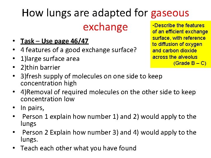 How lungs are adapted for gaseous • Describe the features exchange of an efficient
