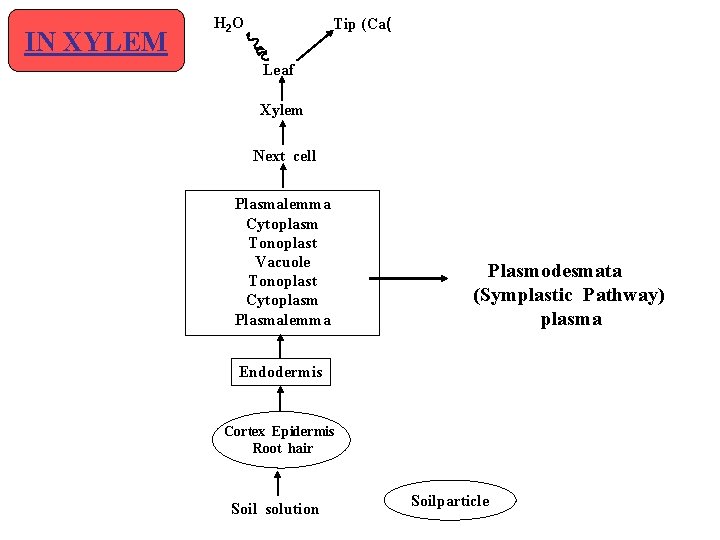 IN XYLEM H 2 O Tip (Ca( Leaf Xylem Next cell Plasmalemma Cytoplasm Tonoplast