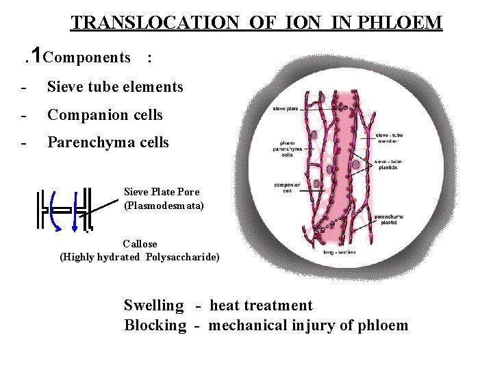 TRANSLOCATION OF ION IN PHLOEM. 1 Components : - Sieve tube elements - Companion