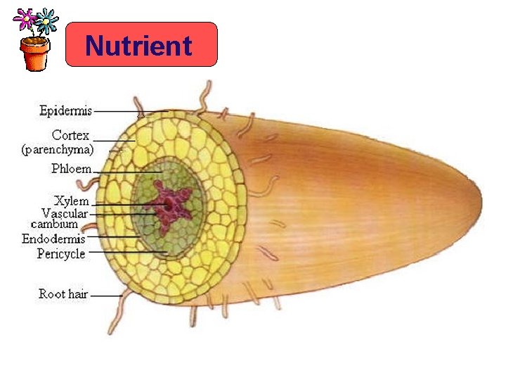Nutrient 