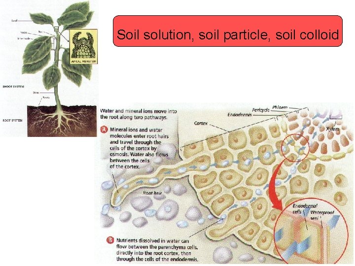 Soil solution, soil particle, soil colloid 