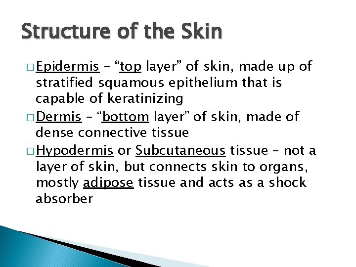 Structure of the Skin � Epidermis – “top layer” of skin, made up of