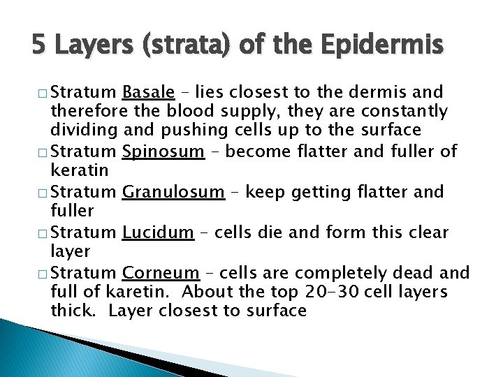 5 Layers (strata) of the Epidermis � Stratum Basale – lies closest to the