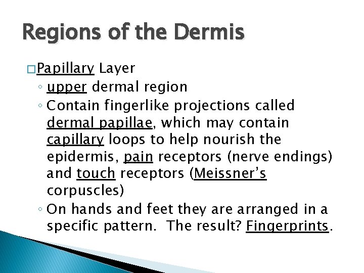 Regions of the Dermis � Papillary Layer ◦ upper dermal region ◦ Contain fingerlike