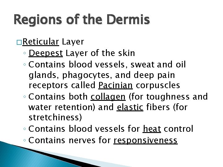Regions of the Dermis � Reticular Layer ◦ Deepest Layer of the skin ◦