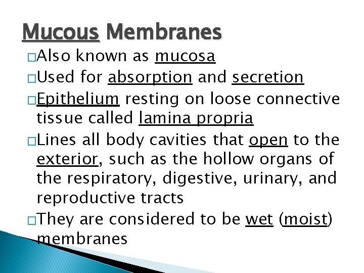 Mucous Membranes �Also known as mucosa �Used for absorption and secretion �Epithelium resting on