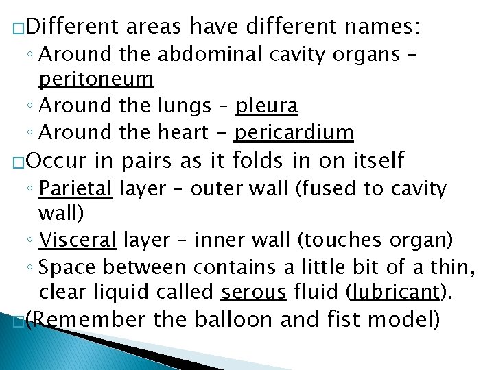 �Different areas have different names: ◦ Around the abdominal cavity organs – peritoneum ◦