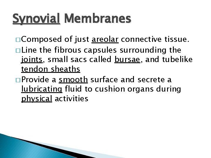 Synovial Membranes � Composed of just areolar connective tissue. � Line the fibrous capsules