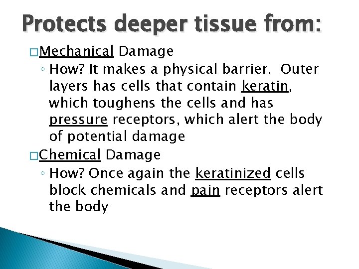 Protects deeper tissue from: � Mechanical Damage ◦ How? It makes a physical barrier.