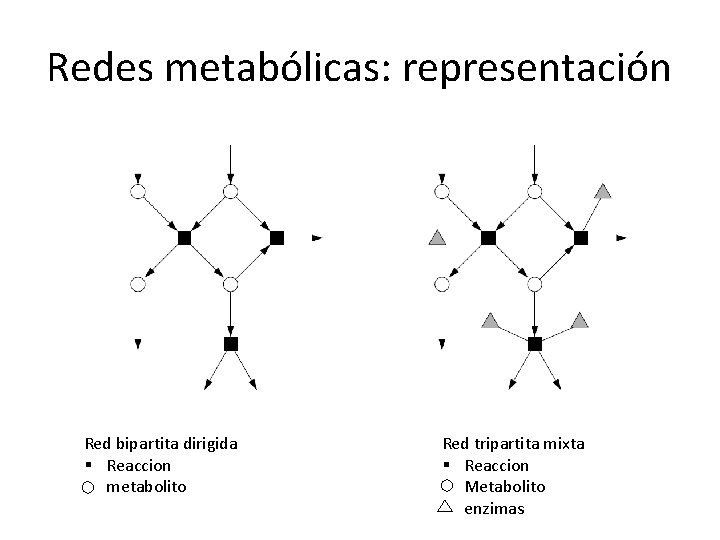 Redes metabólicas: representación Red bipartita dirigida § Reaccion § metabolito Red tripartita mixta §