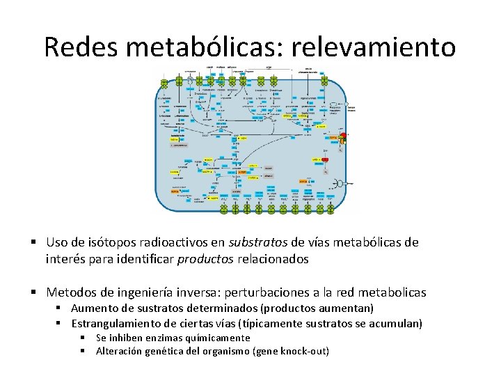 Redes metabólicas: relevamiento § Uso de isótopos radioactivos en substratos de vías metabólicas de