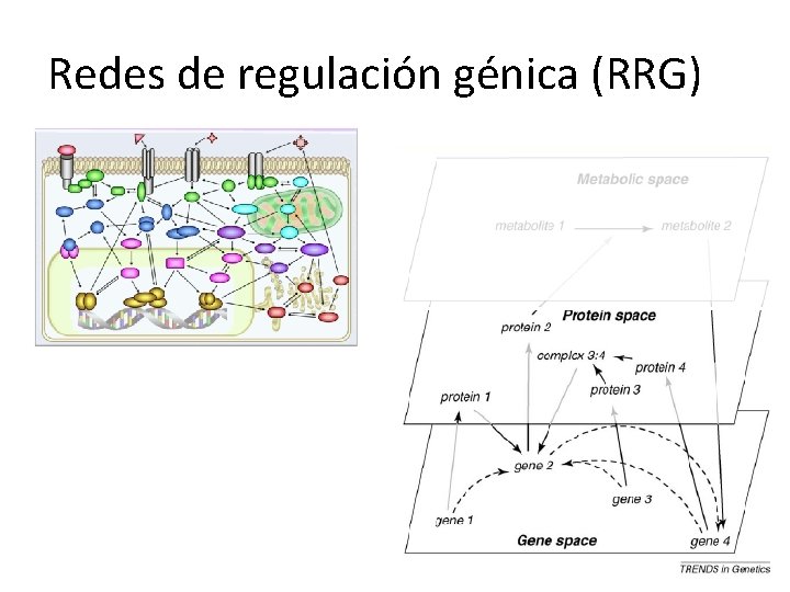 Redes de regulación génica (RRG) 