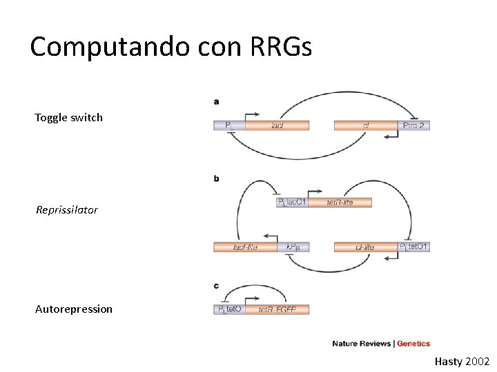 Computando con RRGs Toggle switch Reprissilator Autorepression Hasty 2002 