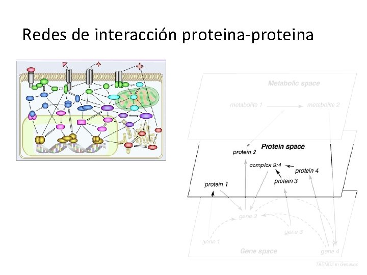 Redes de interacción proteina-proteina 