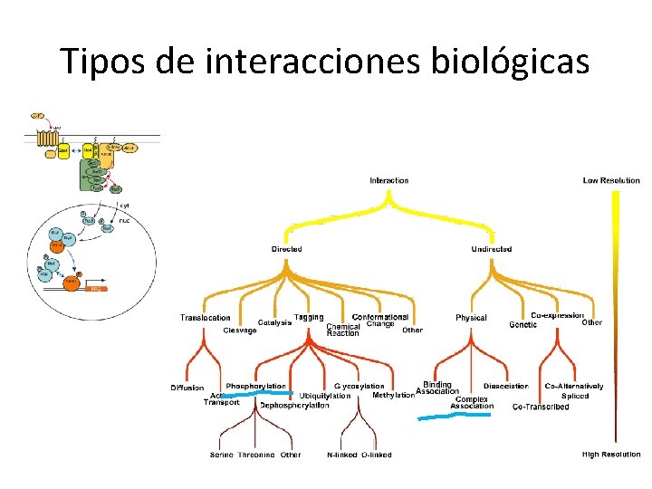 Tipos de interacciones biológicas 