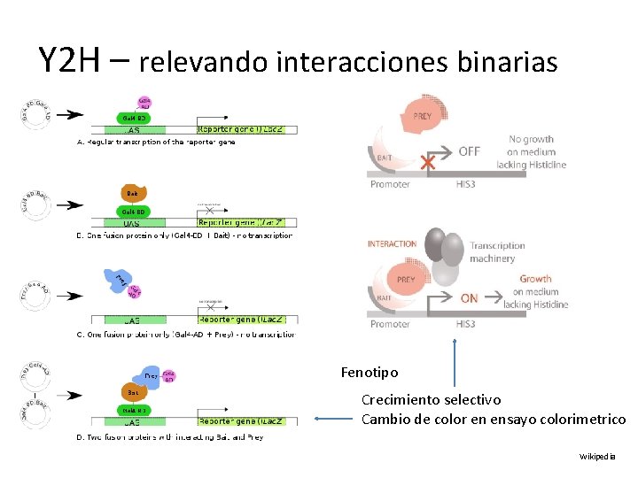 Y 2 H – relevando interacciones binarias Fenotipo Crecimiento selectivo Cambio de color en