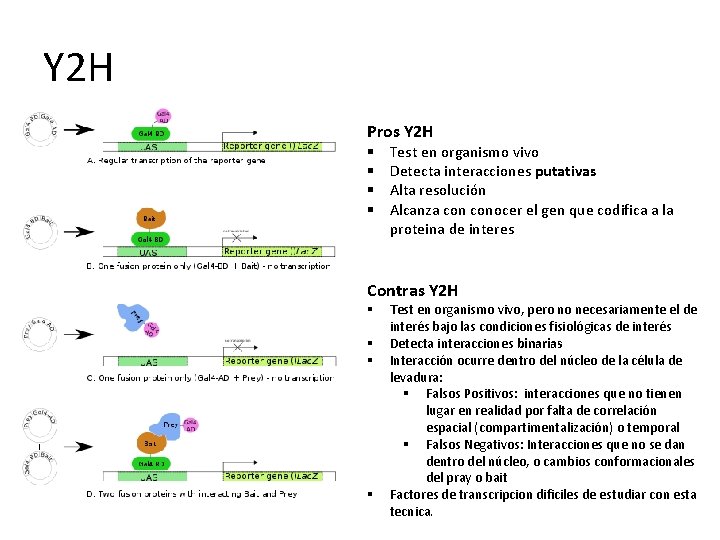 Y 2 H Pros Y 2 H § § Test en organismo vivo Detecta