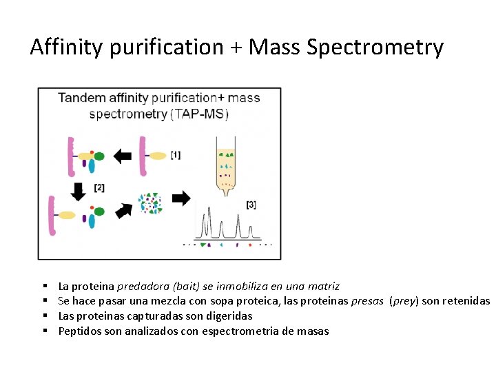 Affinity purification + Mass Spectrometry § § La proteina predadora (bait) se inmobiliza en